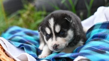 dog christmas blanket