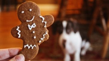 dog christmas cookies