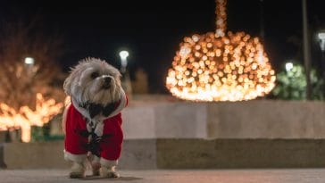 dog christmas costumes