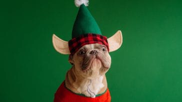 dog christmas elf outfits
