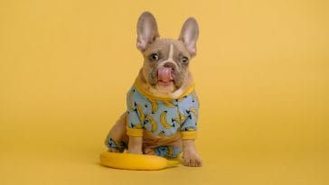 dog christmas pajamas