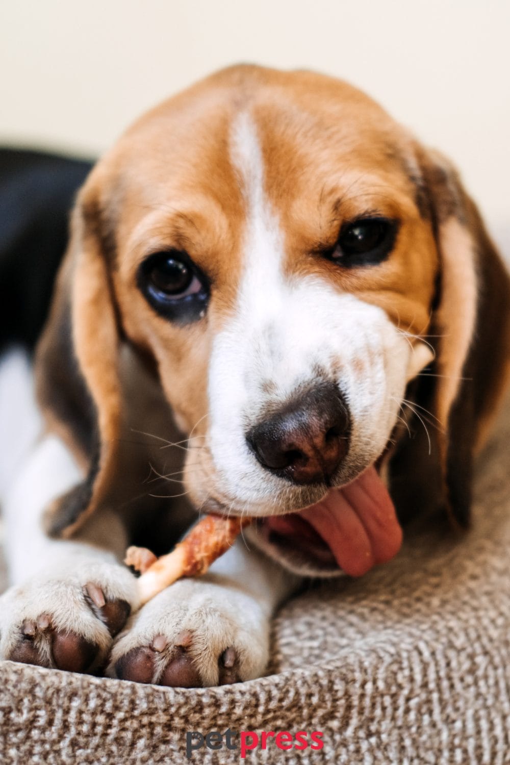 dog christmas treats