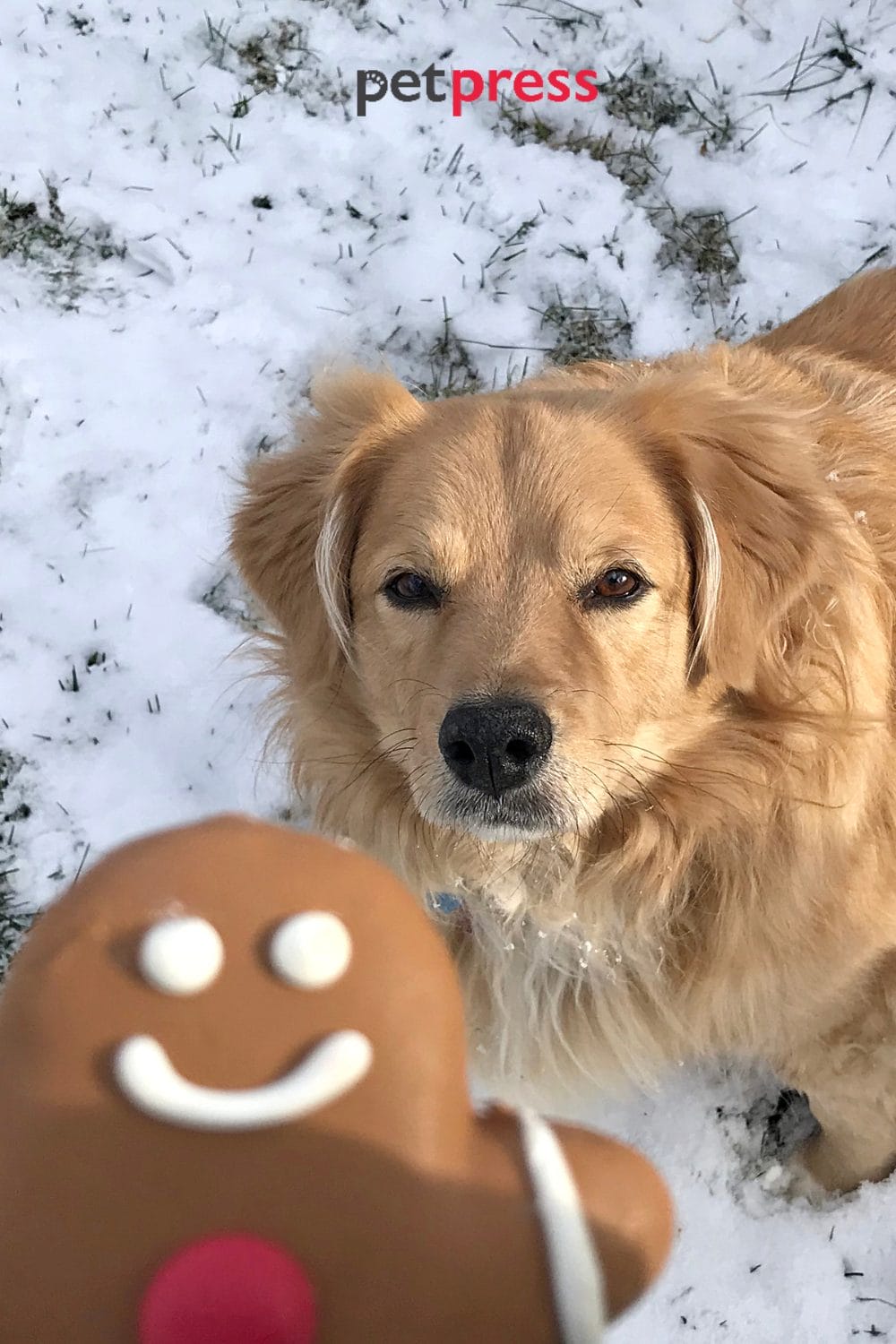 dog christmas treats