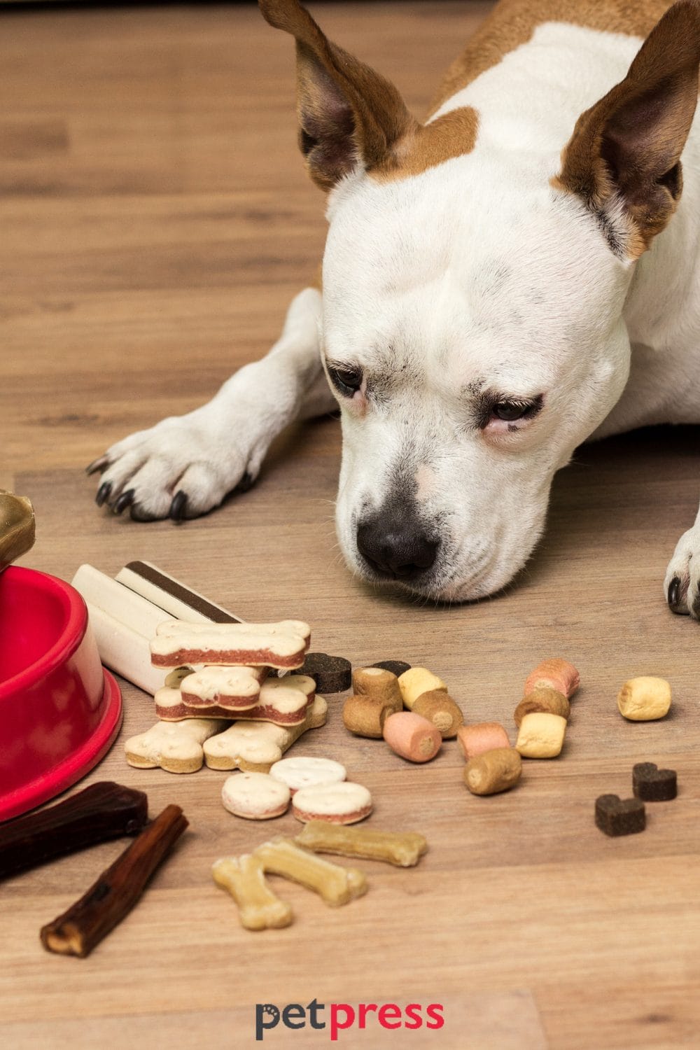 dog christmas treats