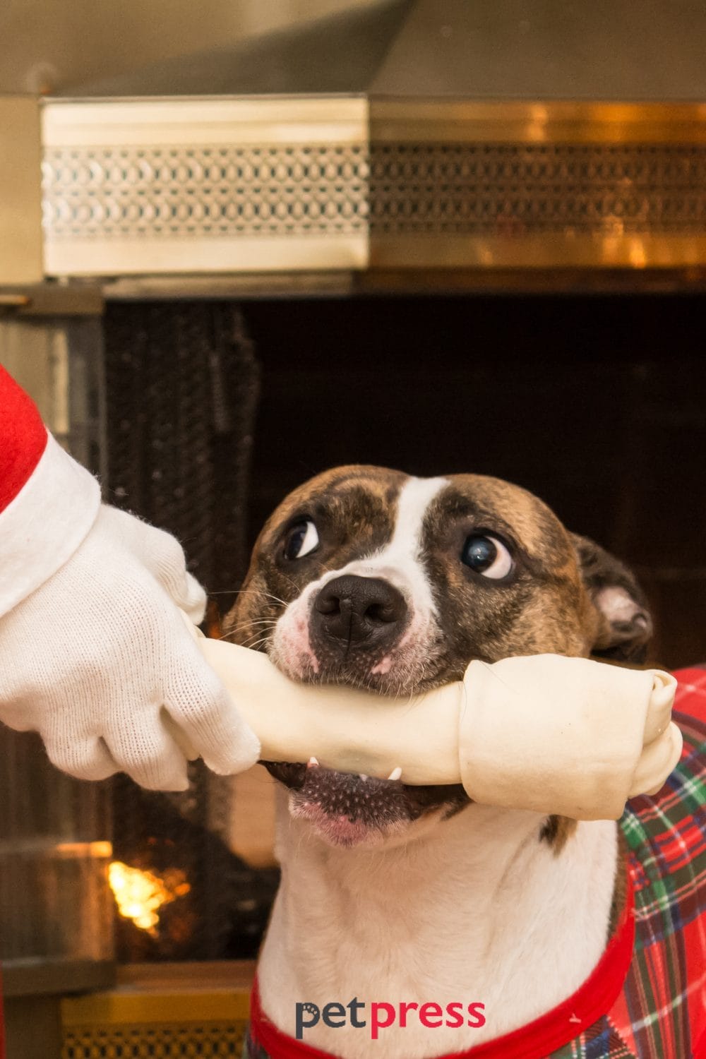 dog christmas treats