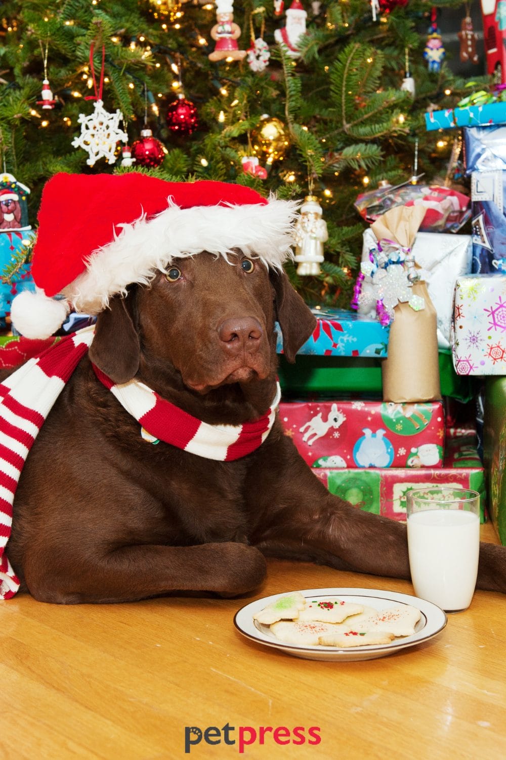 dog christmas treats
