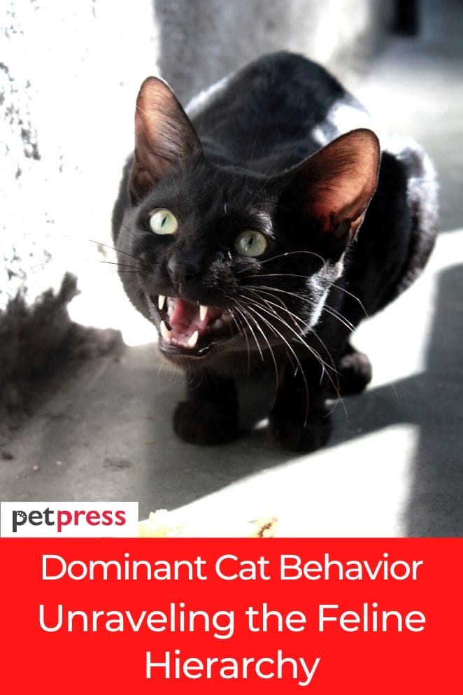 dominant cat behavior