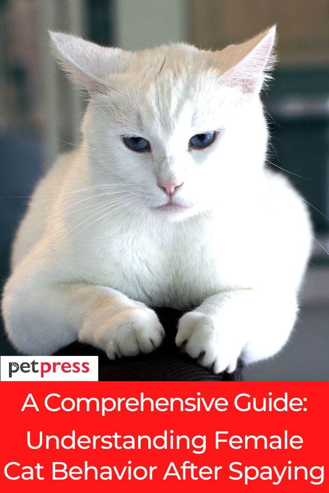 A Comprehensive Guide Female Cat Behavior After Spaying