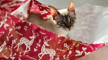 funny christmas cat quotes