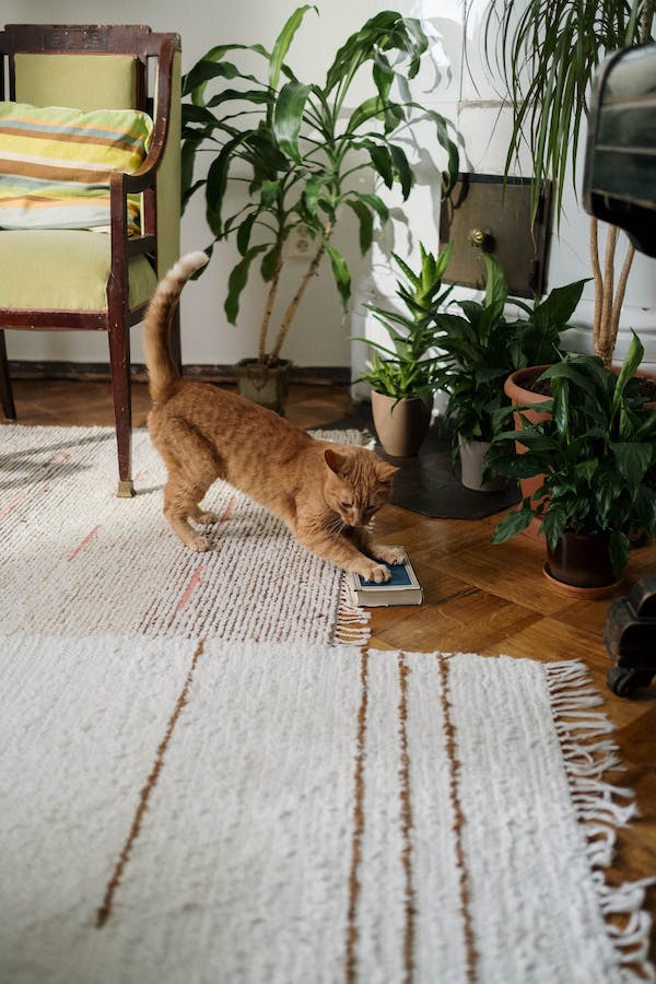 ginger-cat-behavior