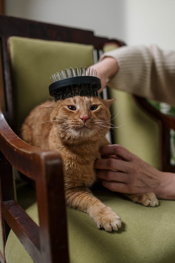 ginger-cat-behavior