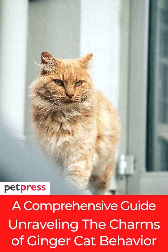 ginger cat behavior