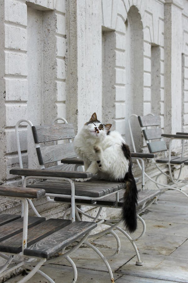 himalayan-cat-behavior