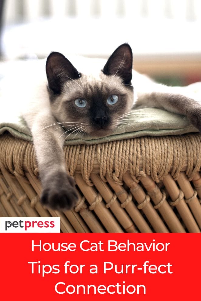 house cat behavior