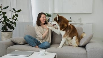 how to get dog exercise indoors