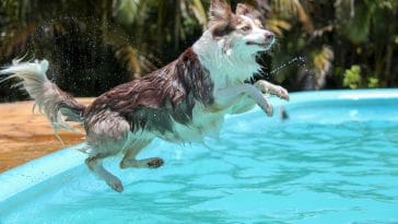 low-impact dog exercise