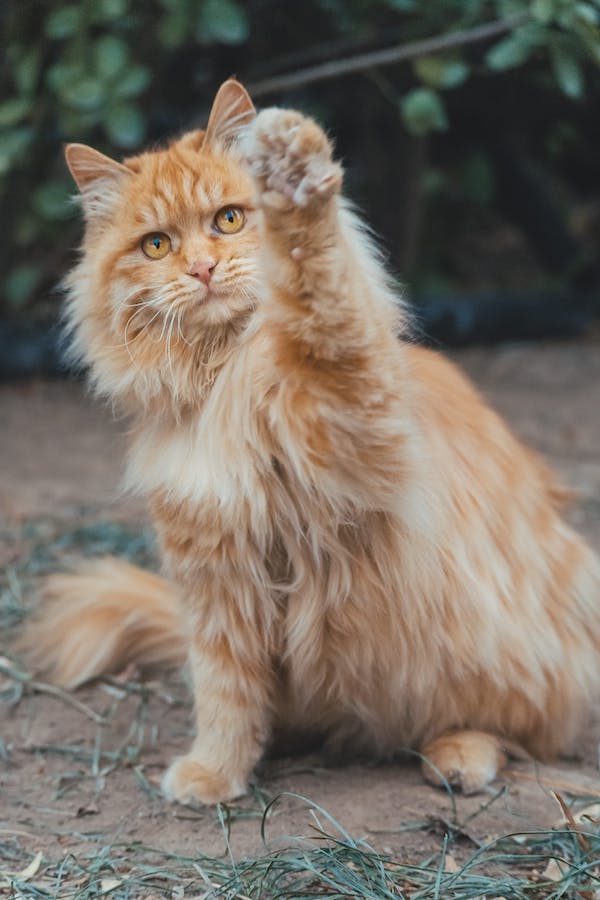 maine-coon-cat-behavior