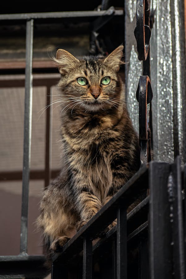 maine-coon-cat-behavior