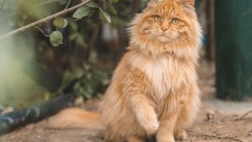 maine-coon-cat-behavior