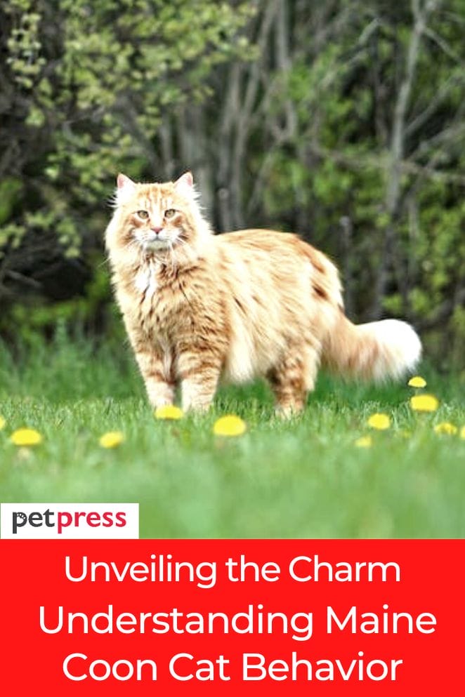 maine coon cat behavior