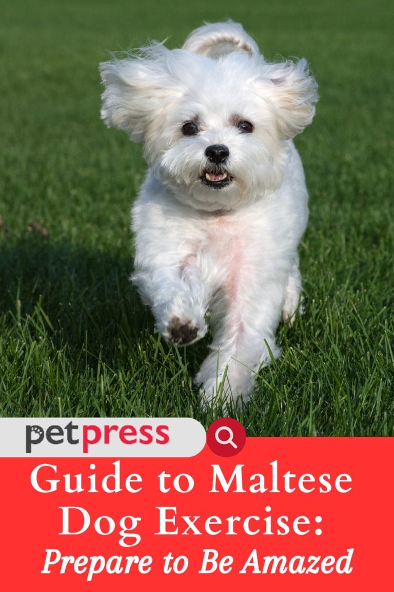 Guide to Maltese Dog Exercise Prepare to Be Amazed PetPress
