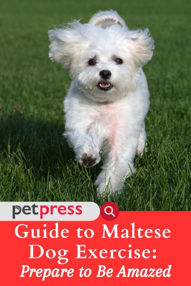 maltese dog exercise 