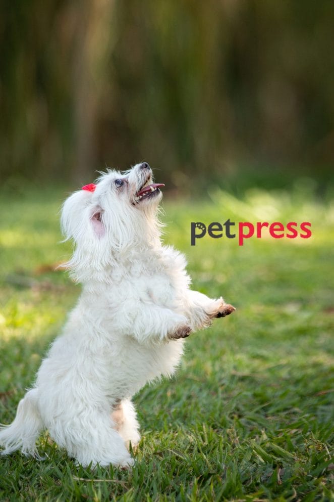 maltese dog exercise 