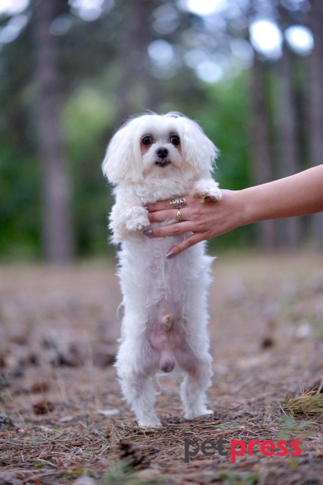 maltese dog exercise 