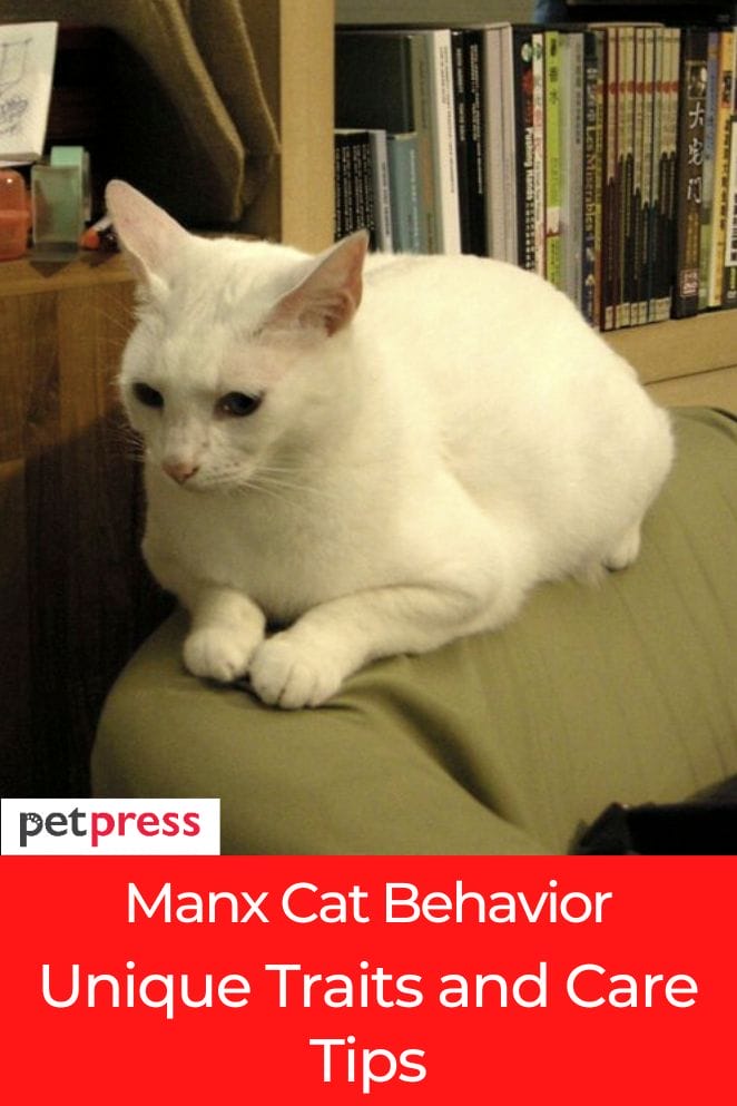 manx cat behavior