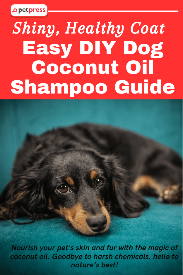 DIY Dog Coconut Oil Shampoo shiny healthy coat