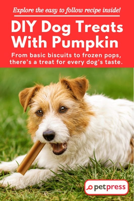 DIY Dog Treats With Pumpkin Explore the Easy Recipe Inside! PetPress