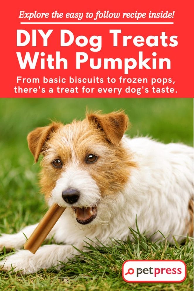 DIY Dog Treats With Pumpkin