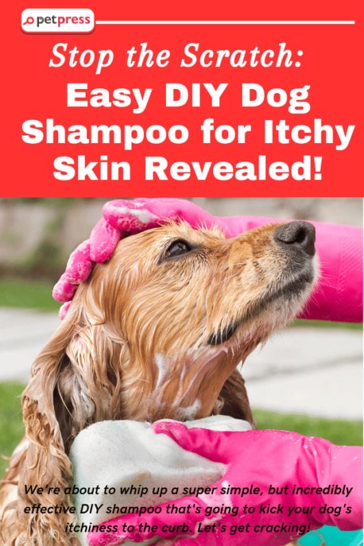 How to Choose the Right Dog Shampoo for Allergic Skin Conditions