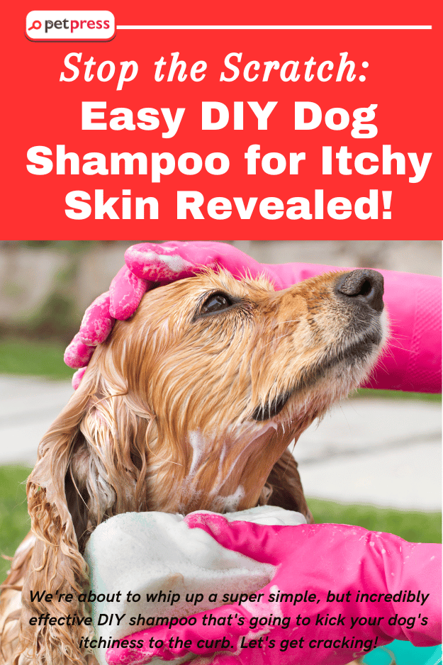 Stop the Scratch Easy DIY Dog Shampoo for Itchy Skin Revealed!