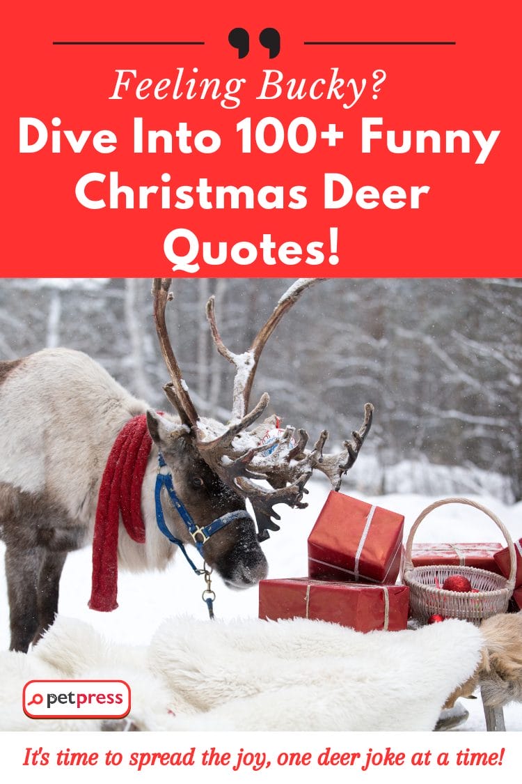 Feeling Bucky? Dive Into 100+ Funny Christmas Deer Quotes! PetPress