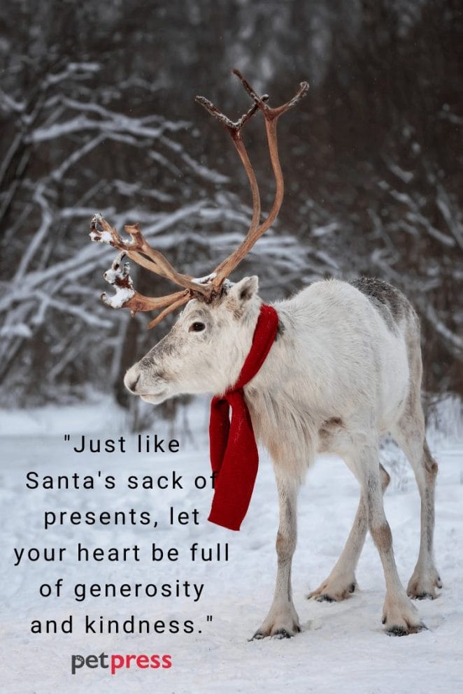 Santa Claus Reindeer Christmas Quotes