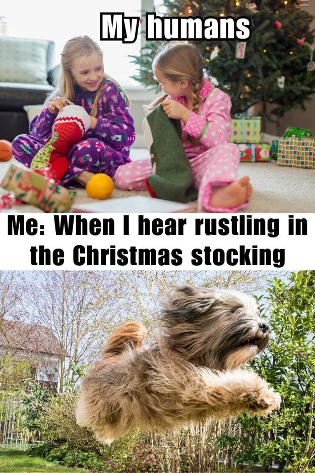 Funny Christmas Dog Quotes Memes