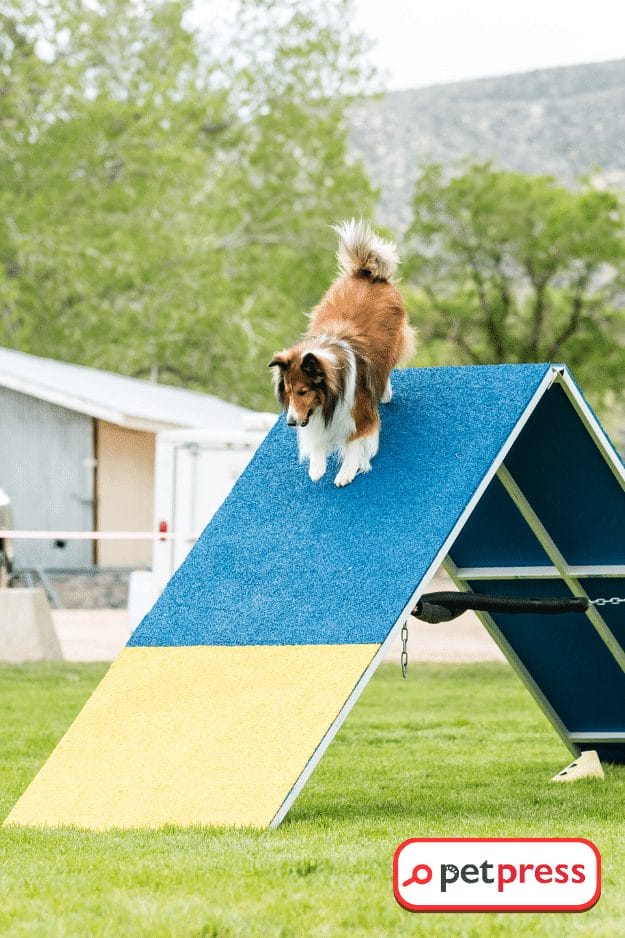 DIY Dog Ramp Outdoor