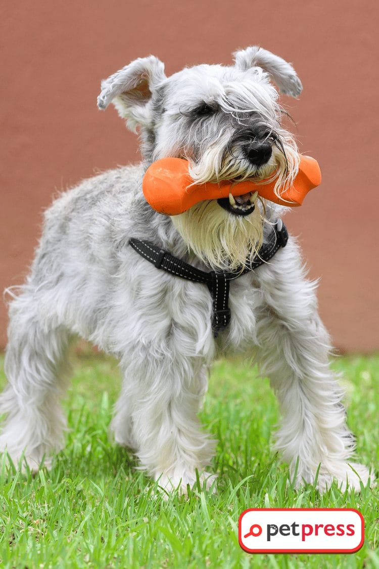 DIY Dog Toys for Power Chewers