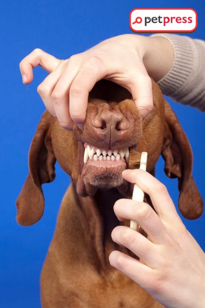 DIY Dog toothpaste