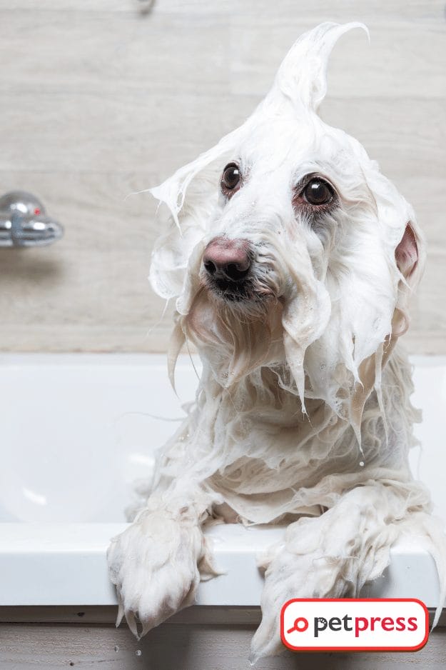 1 DIY dog shampoo for itchy skin
