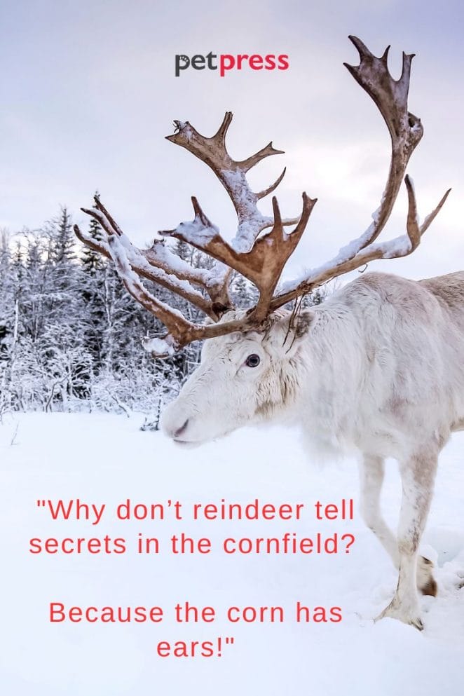 1 Funny Reindeer Christmas Quotes