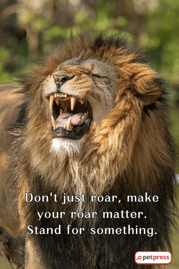 Lion Strength Quotes