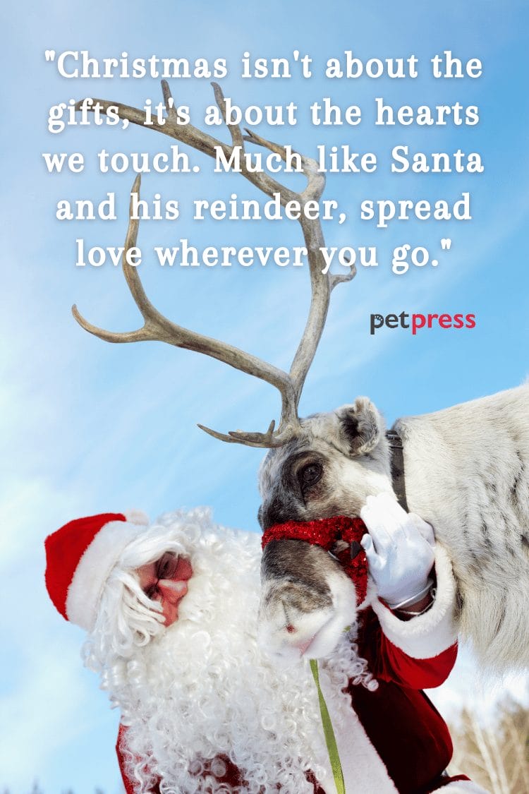 Uncover the 100+ Best Santa Claus Reindeer Christmas Quotes PetPress