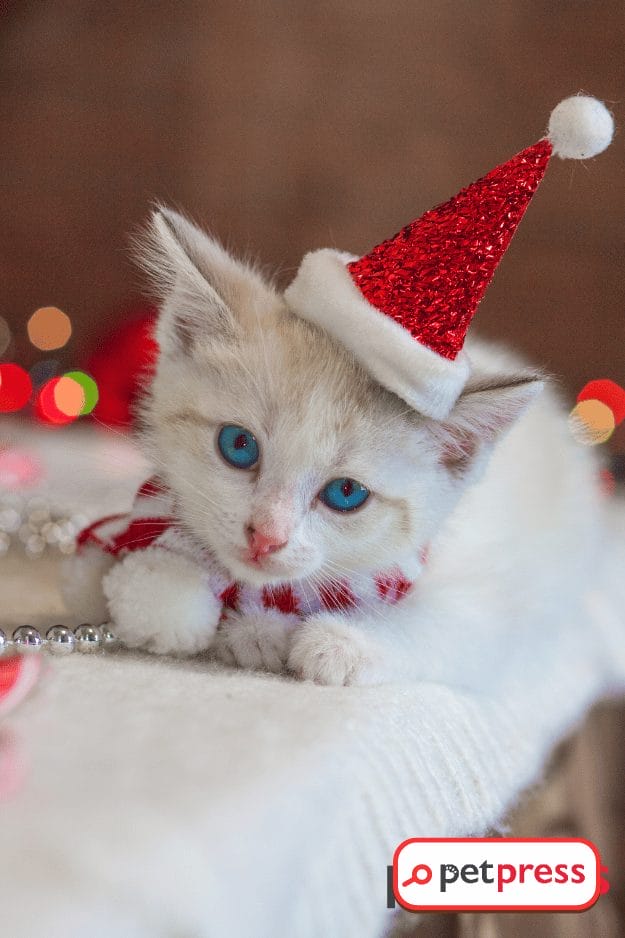 cat christmas photoshoot