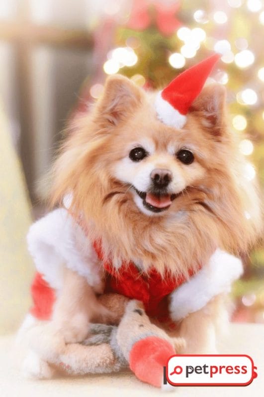 Snap Into Xmas: Best Guide to Dog Christmas Photoshoots! - PetPress