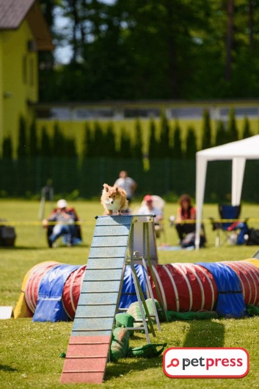 Craft Your Pup’s Paradise DIY Dog Ramp Outdoor in Easy Steps PetPress