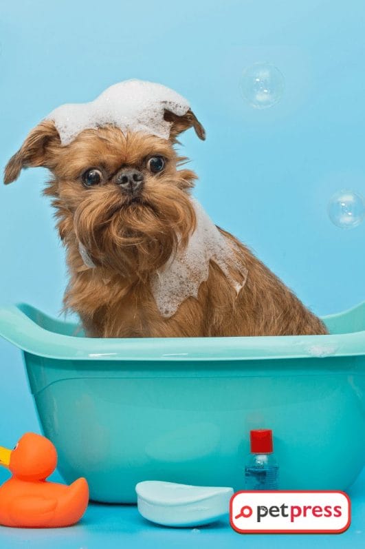 Doggy Spa Day DIY Dog Shampoo Castile Soap Recipe Inside PetPress