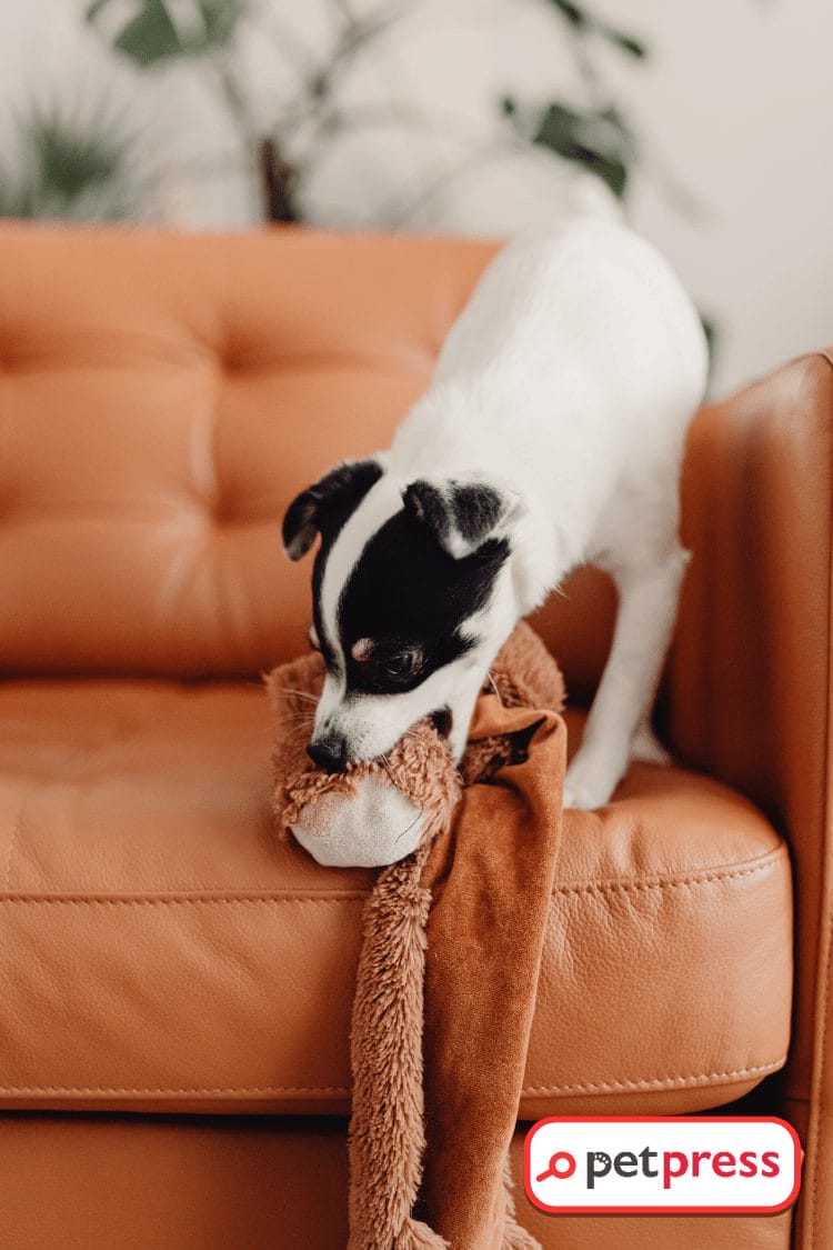 DIY Dog Toys for Power Chewers