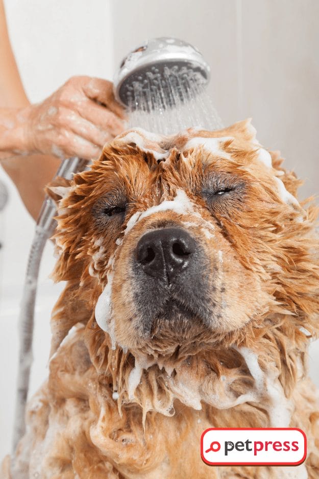 Stop the Scratch Easy DIY Dog Shampoo for Itchy Skin Revealed!